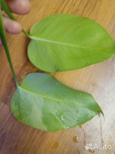 Монстера aurea splash макушка