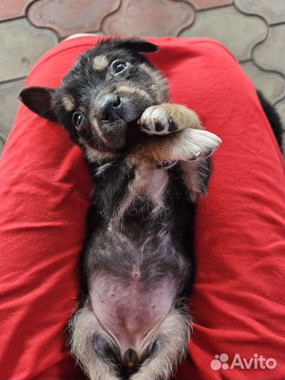 Собака в добрые руки щенок