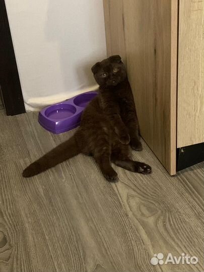 Шотландская вислоухая