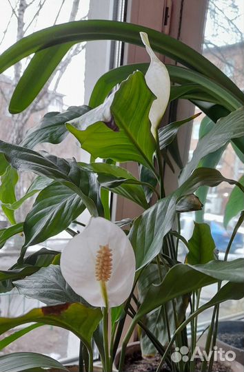 Домашние цветы