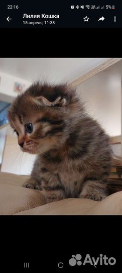 Шотландский вислоухий кот для вязки