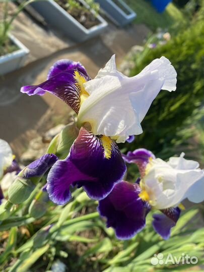 Ирисы, корневище