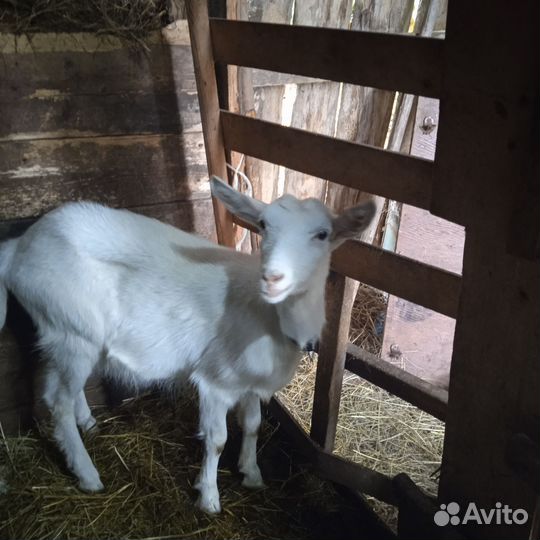 Коза нубийская