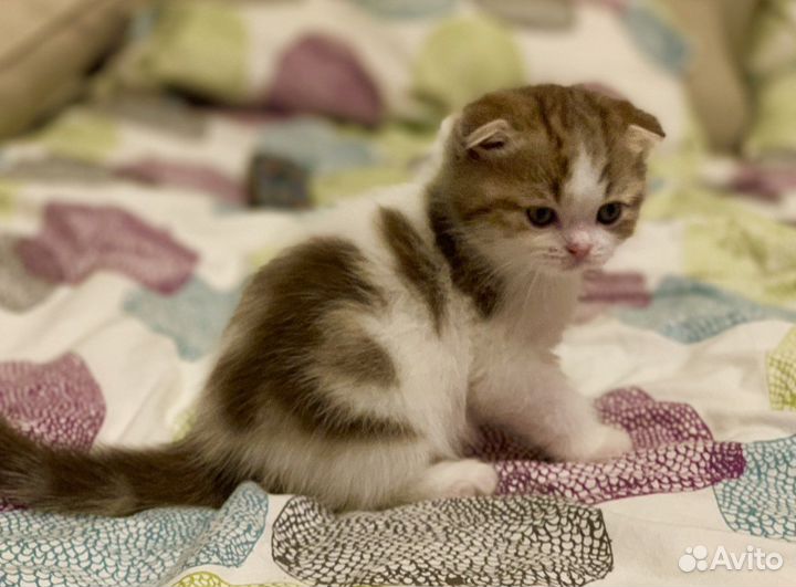 Шотландская вислоухая кошка в добрые руки