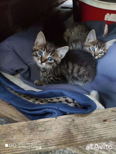 Котята в добрые руки бесплатно