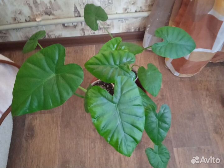 Филодендроны,хойя,алоказия