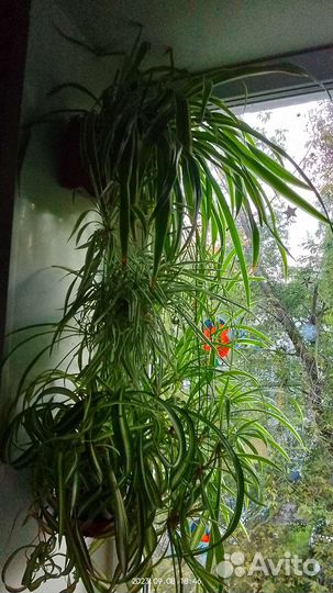 Цветы для дома