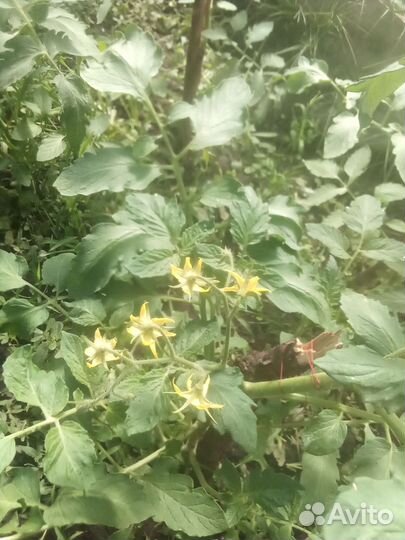 Рассада овощных культур на заказ в Армавире