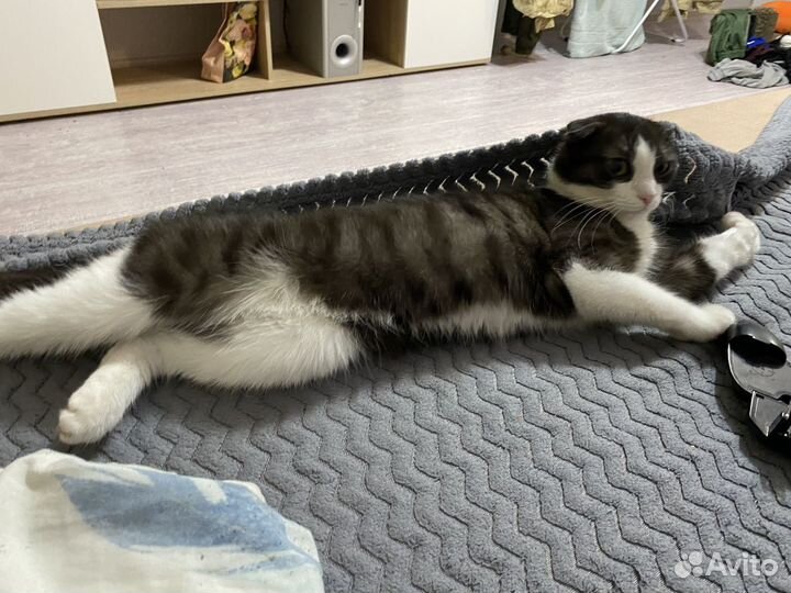 Кошка вязка