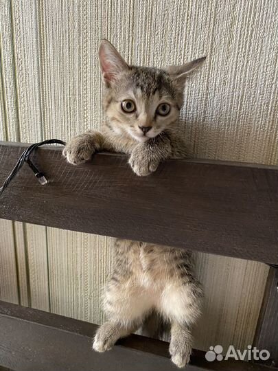 Кошка 3,5 месяца