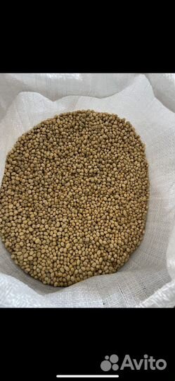 Соя Иристон