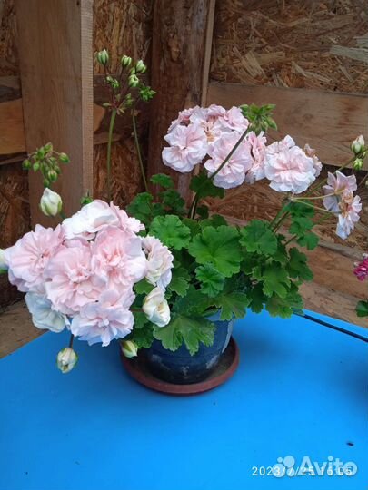 Пеларгония (герань) сортовая