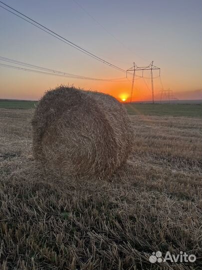 Солома пшеничная