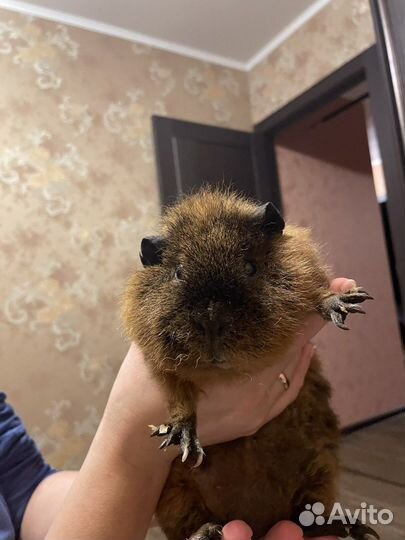 Ищем невесту для морской свинки Мальчику 2,5 г
