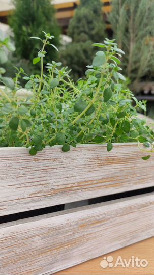 Пряные травы