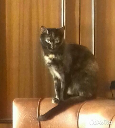 Отдам бесплатно кошку стерилизованную