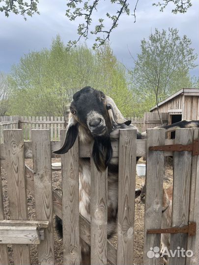 Чп Козел англо нубийский