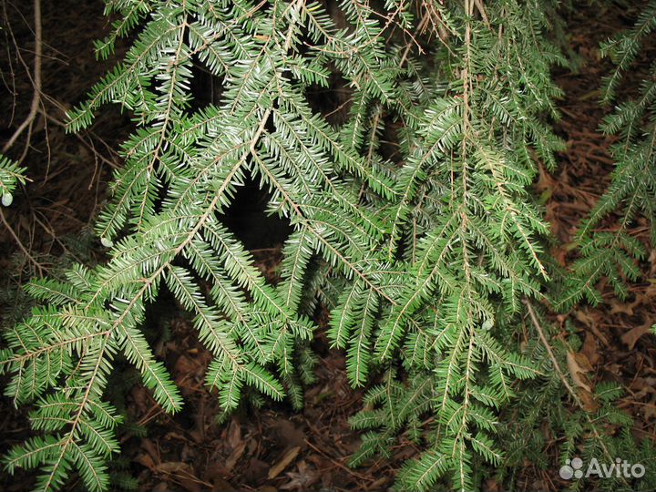 Тсуга канадская/семена