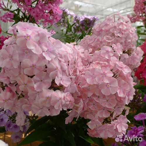 Примула ушковая, нивянник, флоксы, хризантема