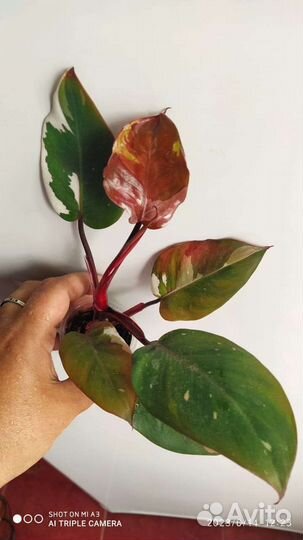 Папоротник Фальката и Филодендрон Ред Андерсон