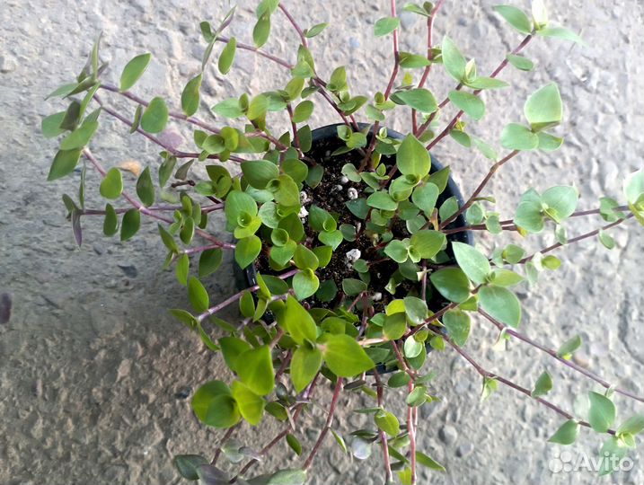 Лудизия (драгоценная орхидея) Традесканция Мурайя