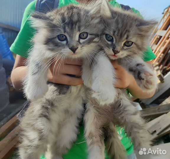Милые красивые котята