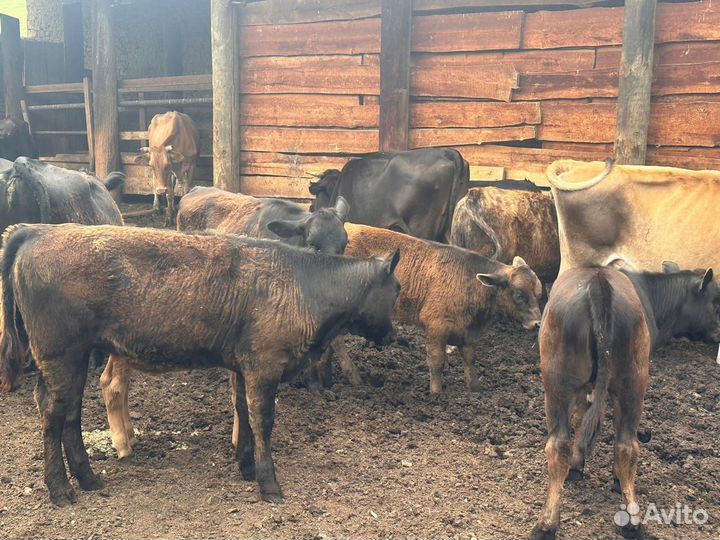 Коровы, телята