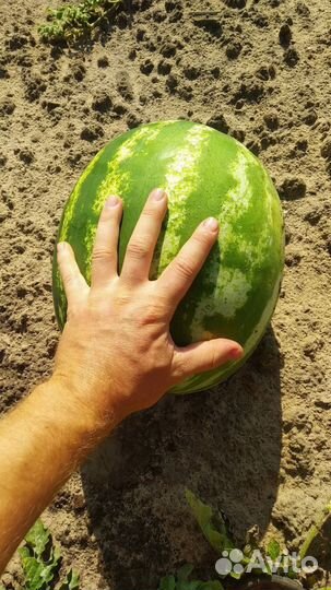 Сeмeна арбуза сopт Продюсер