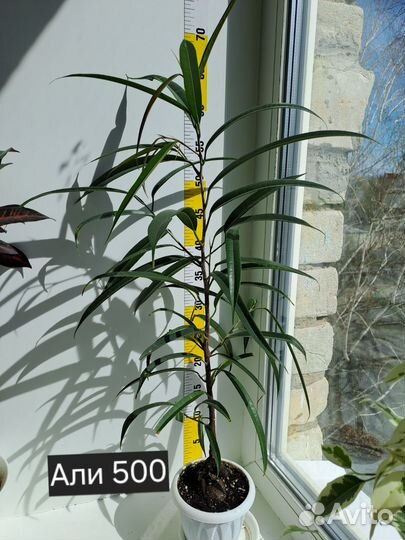 Фикусы разные