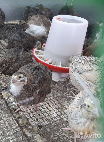 Перепела селадон, феникс, яйцо инкубационное