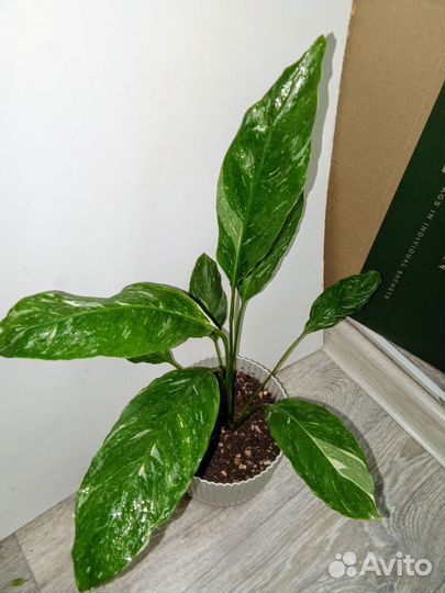 Спатифиллум Вариегатный