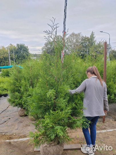 Туя брабант