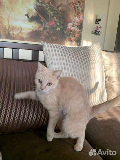 Котик 7 мес кастрирован