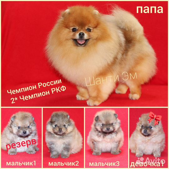 Супер померанцы