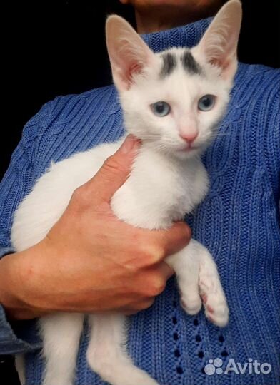 Котята ищут дом