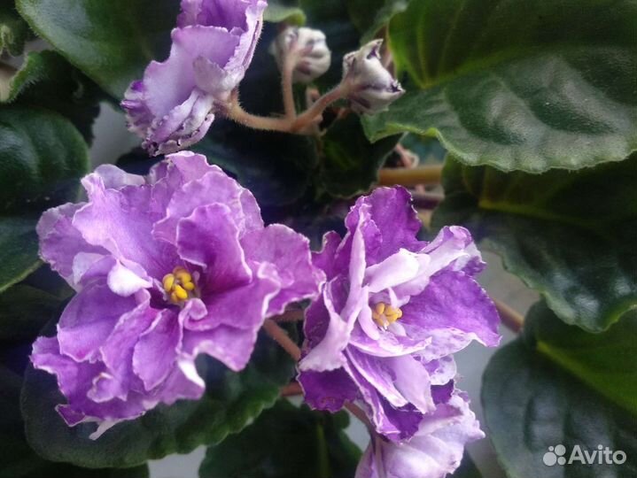 Фиалка сортовая сиреневый туман