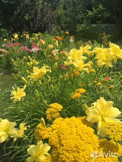 Продаю многолетние декоративные растения,саженцы