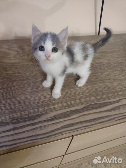 Котенок