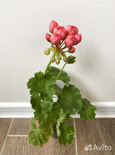 Пеларгония тюльпановидная