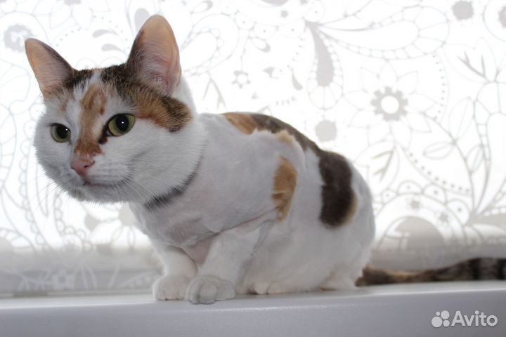 Ищем семью самой ласковой кошке