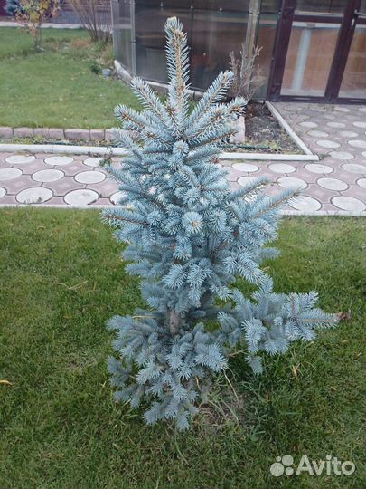 Голубые ели