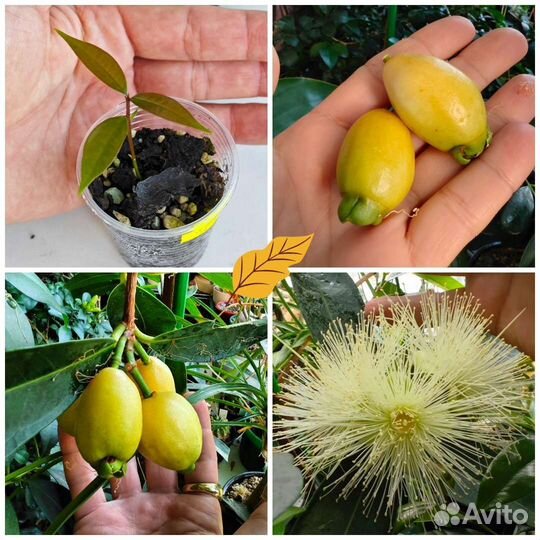 Редкая тропическая экзотика