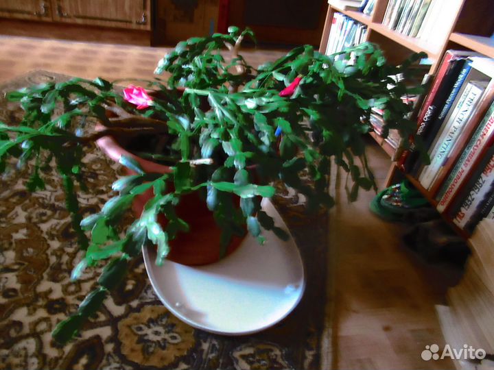 Продам цветы комнатные