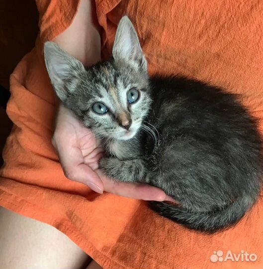 Котенок Василиса 2,5 месяца