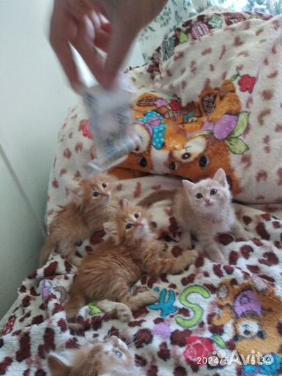 Котята в добрые руки