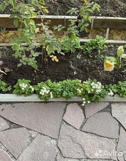 Матрикария (бордюрные цветы)