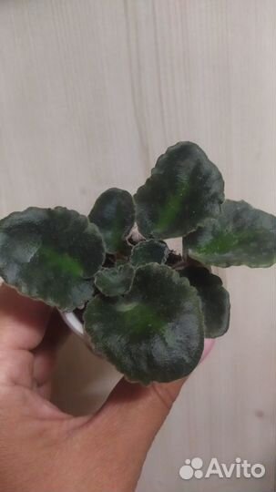 Комнатные растения цветы