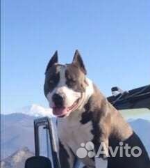 Купирование ушей