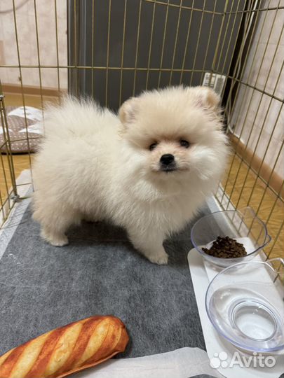 Померанский шпиц медвежьего типа