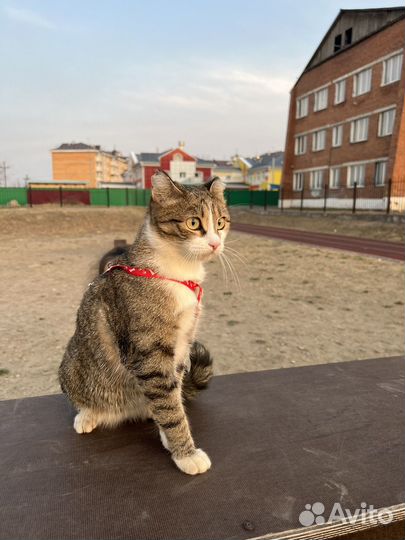 Отдам кошку в добрые руки